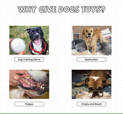 PETZ R US Chew Bone for Dogs Ð Durable, Non-Toxic Chew Toy for Play, Teething Relief, and Promoting Healthy Teeth and Gums-White