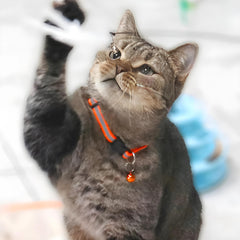 PETZ R US Reflective Nylon Pet Collar with Bells | Pet Collar for Cats Small Puppies n Small Dogs | Safety, Style, and Sound Collar for Your Pet - Mixed Colors (Set of 3)